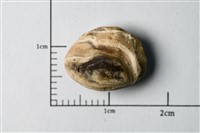 藏品(星雞魚耳石化石)的圖片